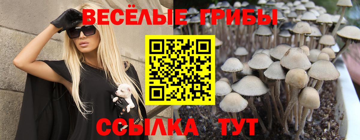 Псилоцибиновые грибы Cubensis  Вход с VPN  Углич 